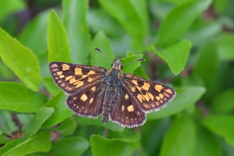 Chequered skipper