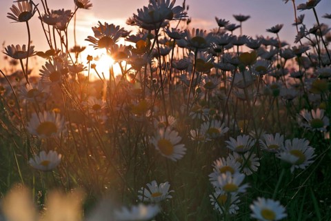 Blur experiment on a flowering meadow in summer
