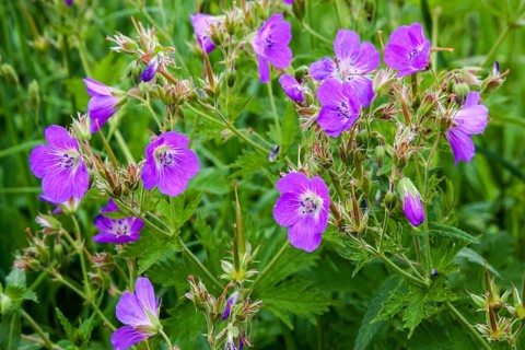 Wood cranesbill