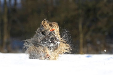 Lhasa Apso running in the snow