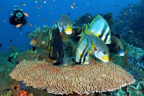 Diver observes group of sharp-headed batfish