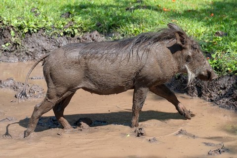 Common warthog