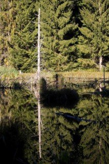 Dettinger Weiher