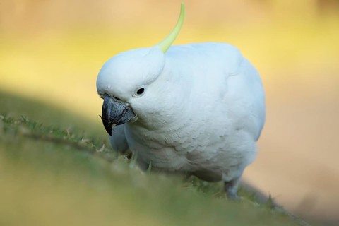 Sulphur-crested cockatoo
