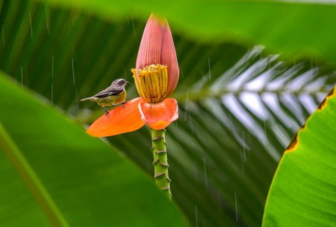 Great kiskadee