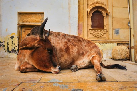 Indian cow resting sleeping in the street