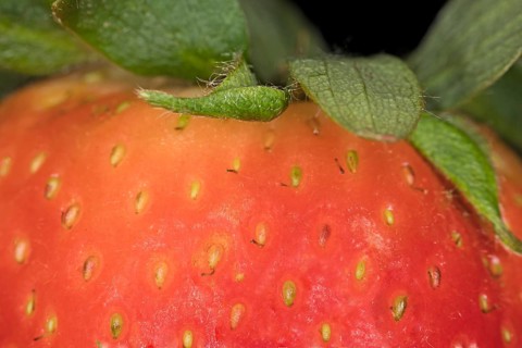 Nahaufnahme einer Garten Erdbeere
