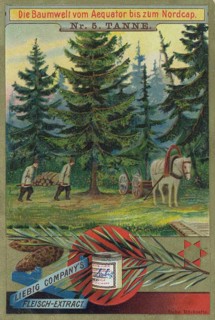Series The world of trees from the equator to the North Cape
