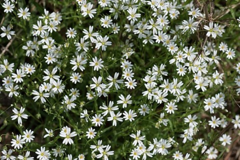 Flowering greater stitchwort