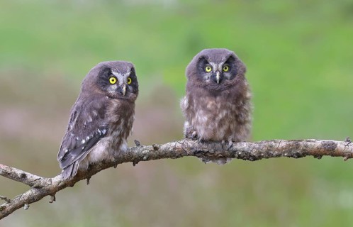 Tengmalm's Owl