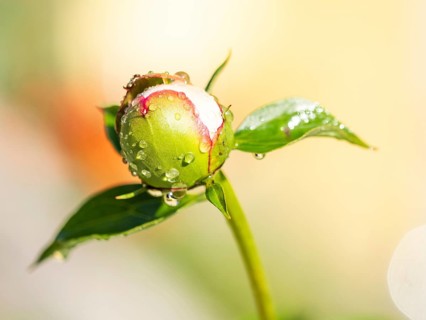 Raindrops on the bud of a shrub peony