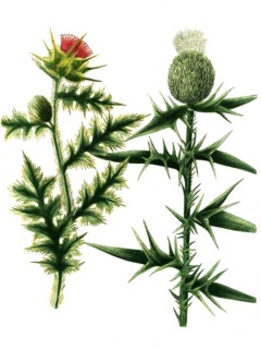 Carduus Cnicus sylvestris