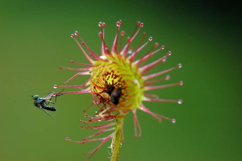 Common sundew