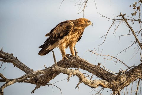A tawny eagle