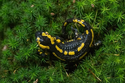 Feuersalamander
