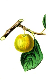Gelbe Pflaume