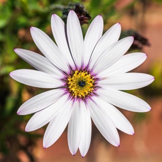 African daisy