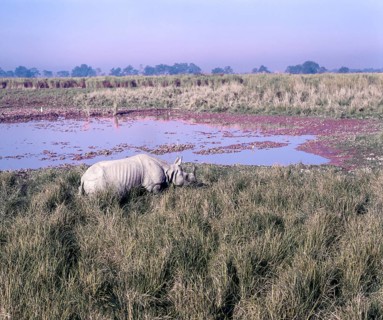 Great Indian one horned Rhinoceros