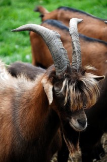Billy goat