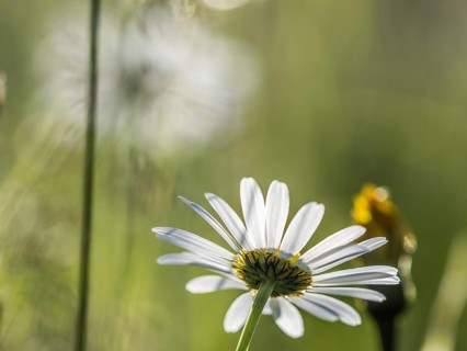 Marguerite