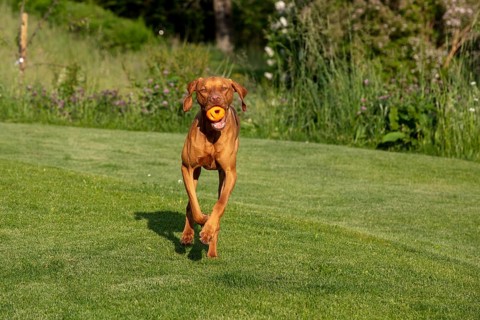 Young Vizsla male