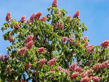 Red-flowered Horse Chestnut