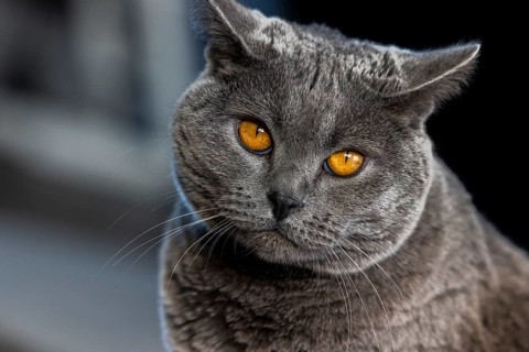 Grey Carthusian cat with yellow eyes