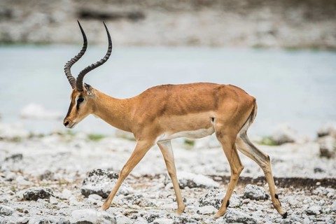 Black-faced impala