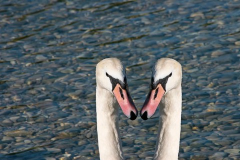 Double swan