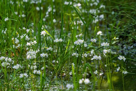 Europaeische Wasserfeder