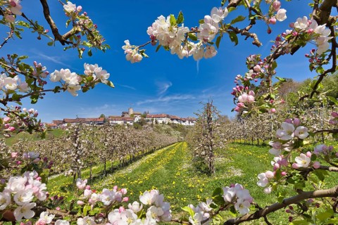 Obstplantage im Fruehling