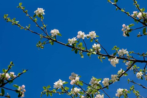 Branches of an apple tree