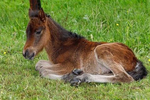 Young Icelandic horse