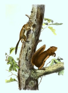 Southwestern red squirrel