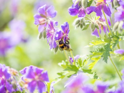 Honey bee