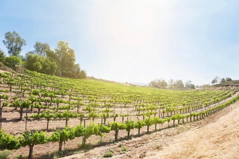 Beautiful wine grape vineyard farm in the afternoon sun