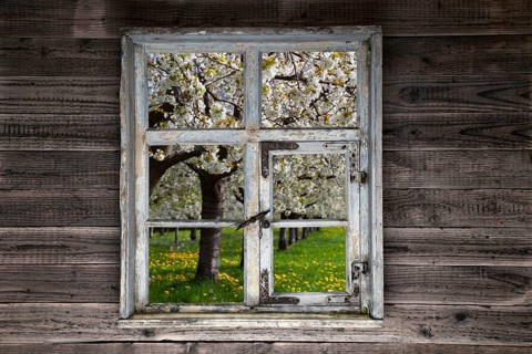 View through a rustic wooden window onto blossoming cherry trees