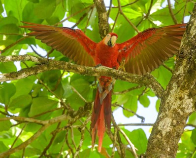 Scarlet macaw