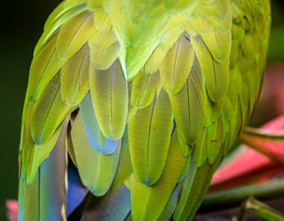 Detail of the feathers of a large great green macaw