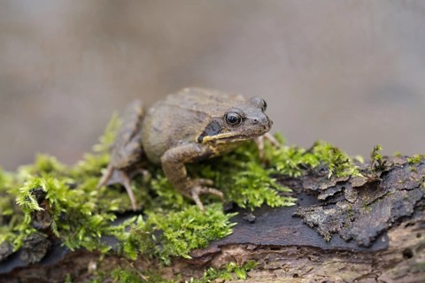 Grasfrosch