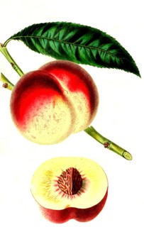 Pfirsich