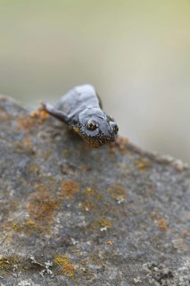 Noerdlicher Kammmolch