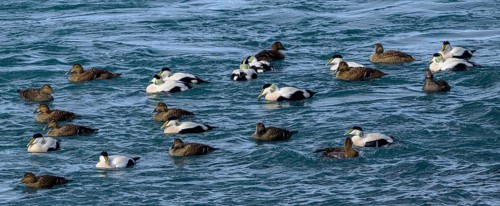 Common eider