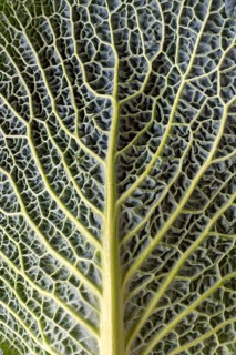 Leaf structure of a vegetable cabbage