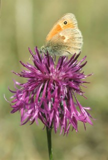 Meadow brown