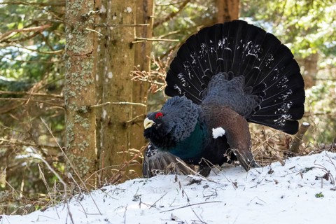 Western capercaillie