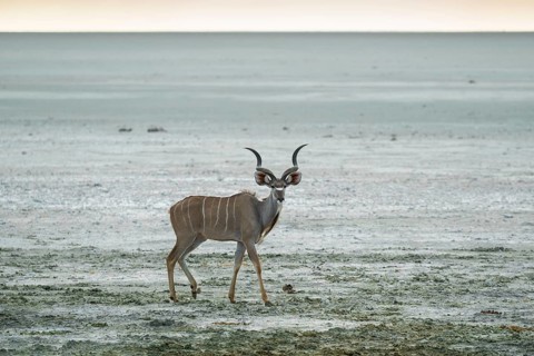Greater kudu