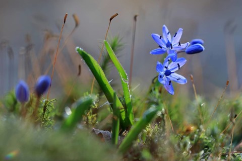 Squill