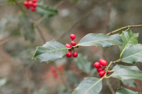 Holly