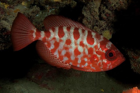 Glasseye Snapper
